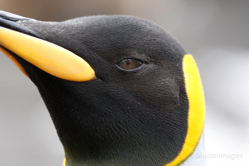 IMG_3849c.jpg - King Penguin (Aptenodytes patagonicus)